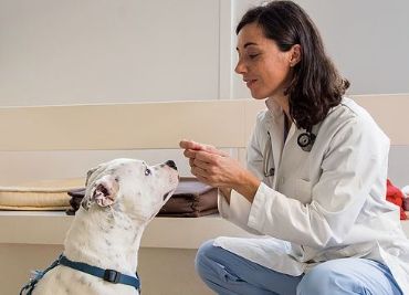 Immagine per la categoria Linea Veterinaria Cane e Gatto