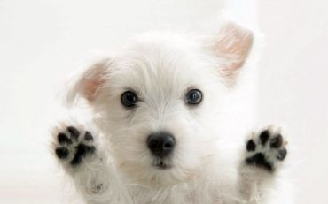 Immagine per la categoria Crocchette Cani cuccioli Puppy