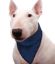 Immagine di AQUA COOLKEEPER PET BANDANA REFRIGERANTE PACIFIC BLU TG 03 XS COLLO DA 26 A 33 CM