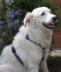 Immagine di PETTORINA AD H HAQIHANA COLORE VIOLA TAGLIA XL