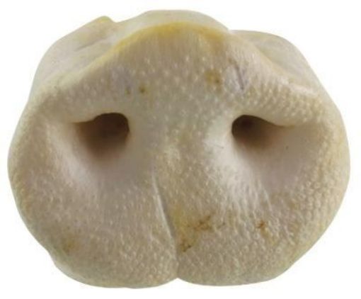 NASO DI MAIALE XL SNACK PER LA MASTICAZIONE