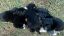 Immagine di *** SERVIZIO INVIO CIBO STARTER RIFUGIO ALICE : 2 KG CIBAU STARTER PUPPY