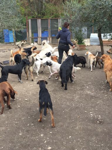 DONAZIONE CIBO CANI GATTI PER RIFUGIO MABELLO (AVELLINO)