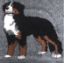 Tappeto VET BED BERNESE GRIGIO tg. L 150 X 95 cm antiscivolo BOVARO DEL BERNESE