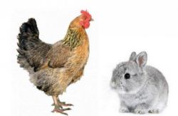 Immagine per la categoria PRODOTTI PER CONIGLI. GALLINE, OCHE, UCCELLI E PESCI