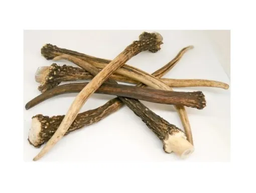 40 CM MAXICORNO DI CERVO ROSSO XXL INTERO per i cani >- 25  KG 